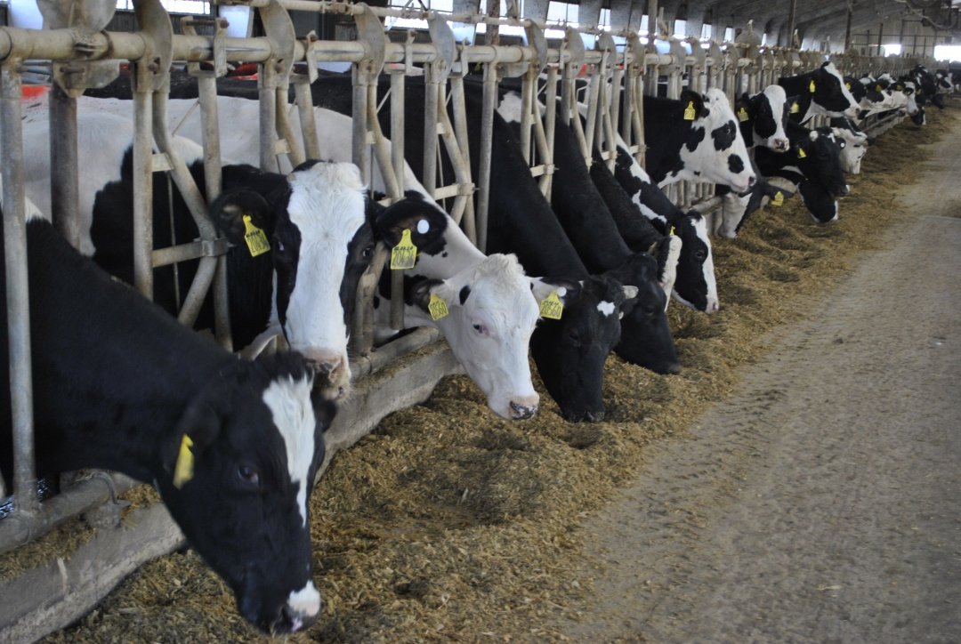 Господдержка отрасли молочного животноводства увеличится на Дону на 80%