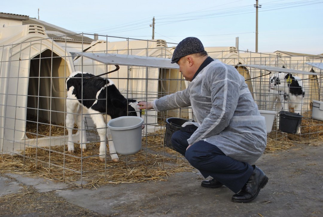 Господдержка отрасли молочного животноводства увеличится на Дону на 80%